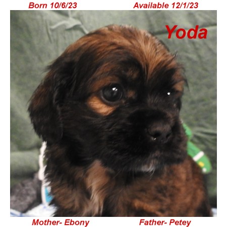 puppy, for, sale, Cocker Spaniel, Joe & Cherri  Overlease, dog, breeder, Miller, MO, dog-breeder, puppy-for-sale, forsale, nearby, find, puppyfind, locator, puppylocator, aca